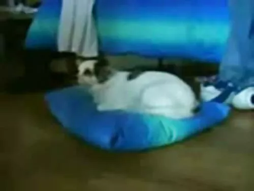 Feisty रेडहेड कुतिया ...